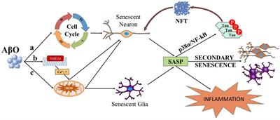 Senescence as an Amyloid Cascade: The Amyloid Senescence Hypothesis